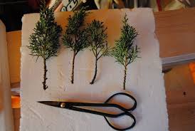 Come piantare un bonsai